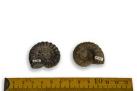 F 02156
<br/>
<br/>
<em></em>